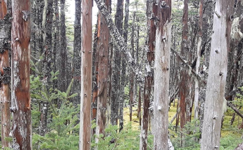 A Forest In&nbsp;Fall